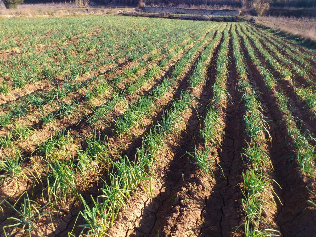 Campos de calçots en el Maresme