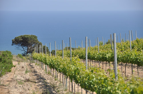 Vistas de los viñedos, Alella